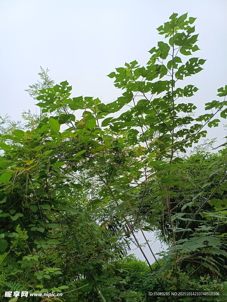 繁茂绿植展现自然生机