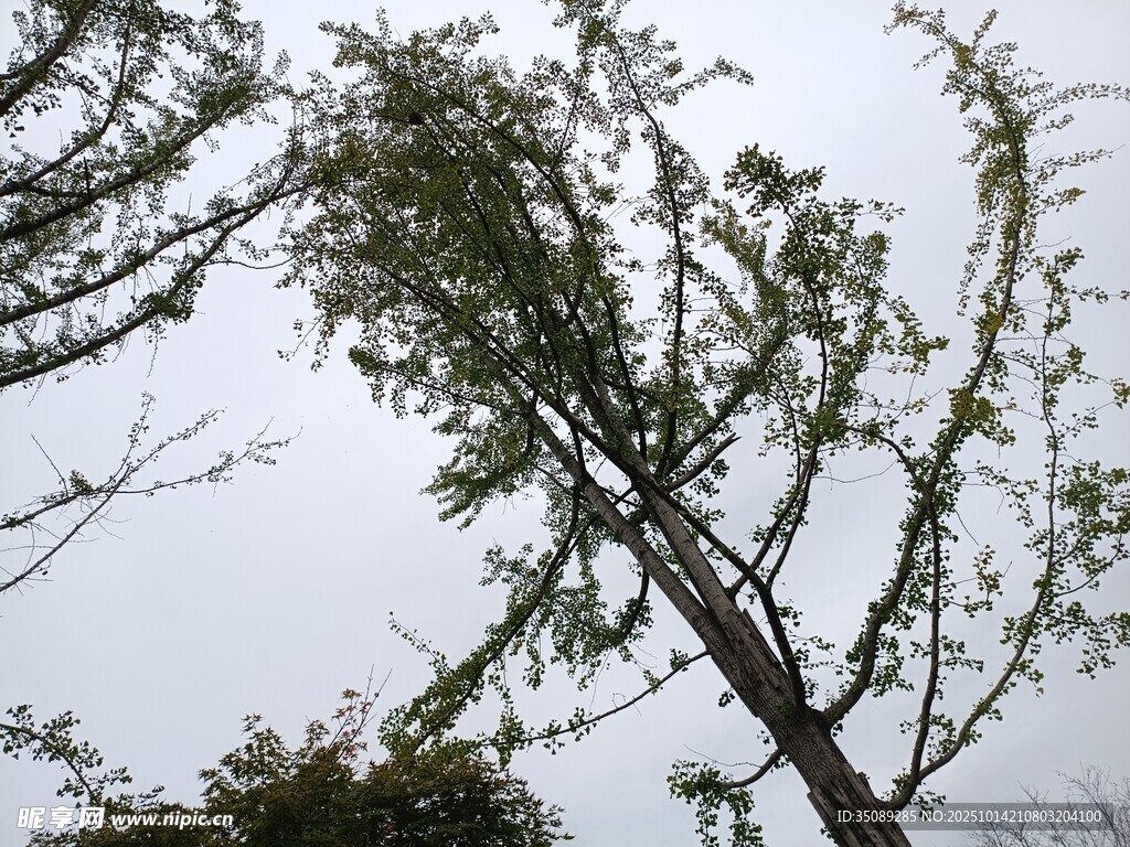树枝在风中摇曳