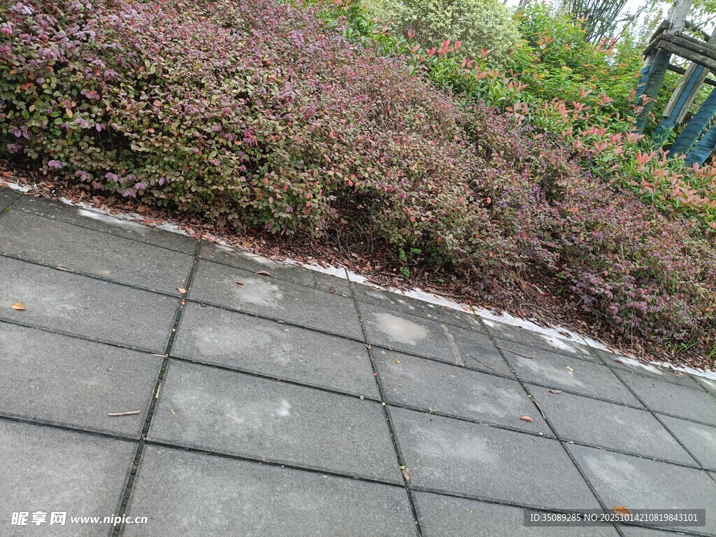 石板路旁的绿植景观