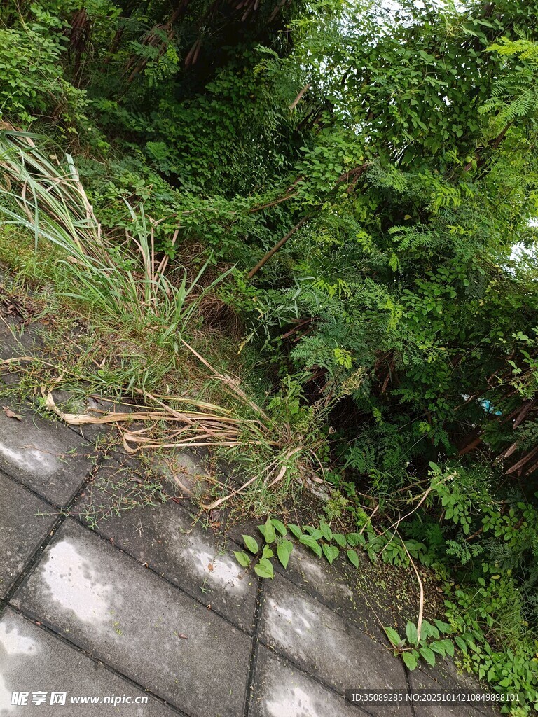 路边繁茂绿植景象