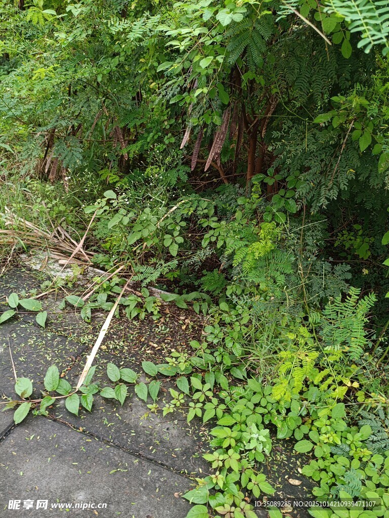 繁茂绿植覆盖的角落