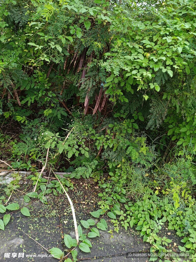 繁茂绿植覆盖的地面角落