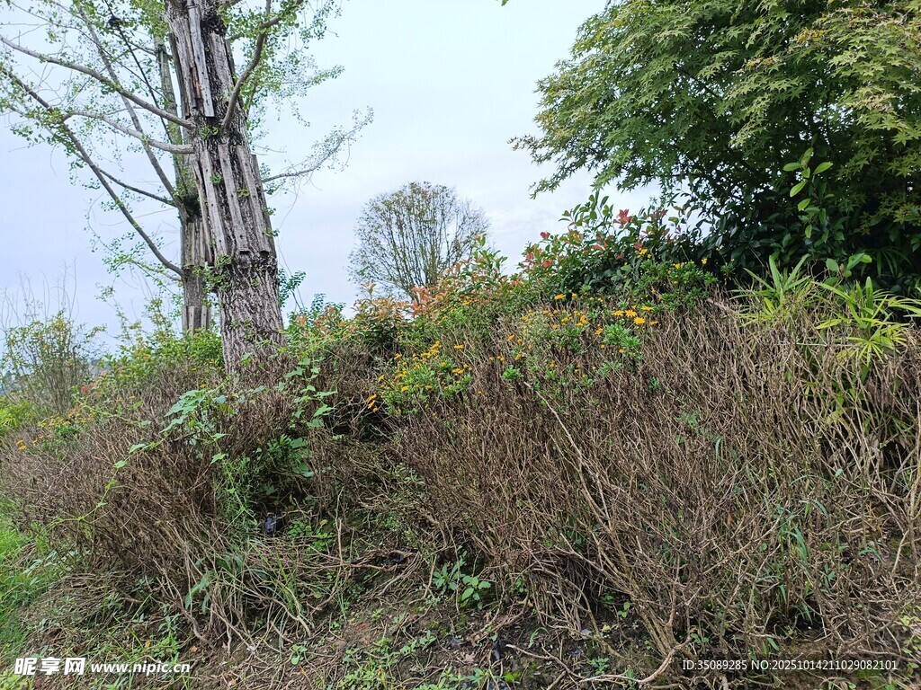 野外枯树与繁茂植被景观