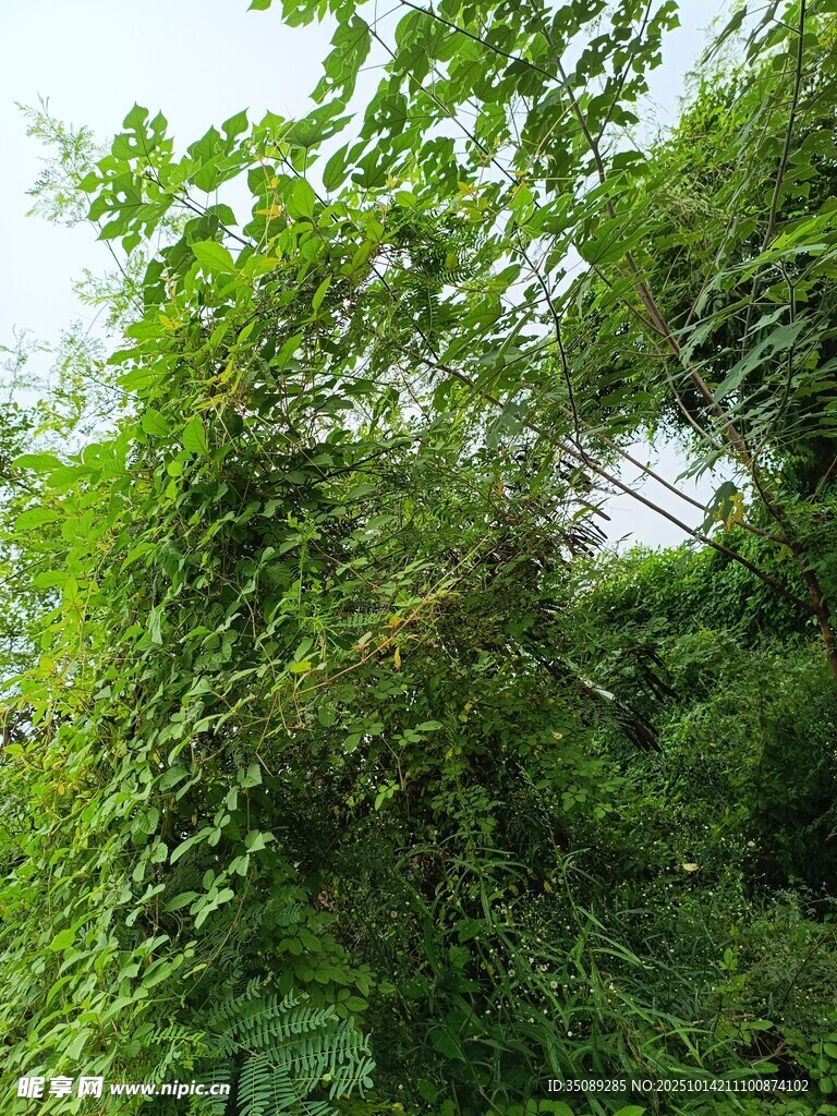 繁茂绿植覆盖的墙面景观