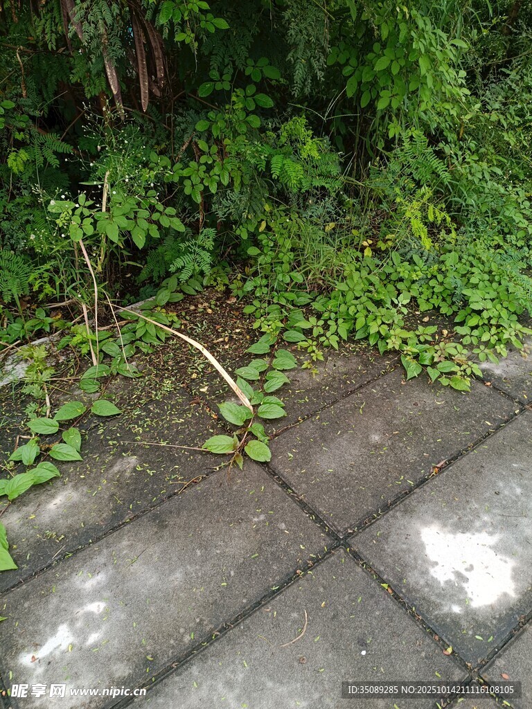 路边绿植蔓延至石板路