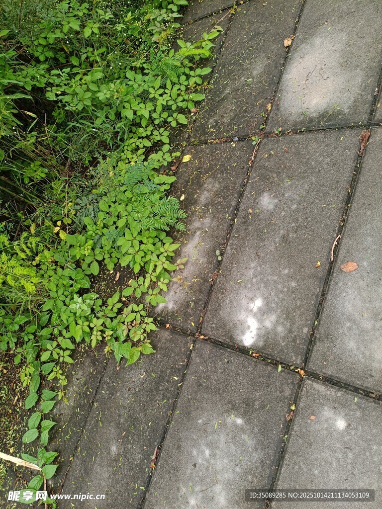 石板路旁的翠绿植物