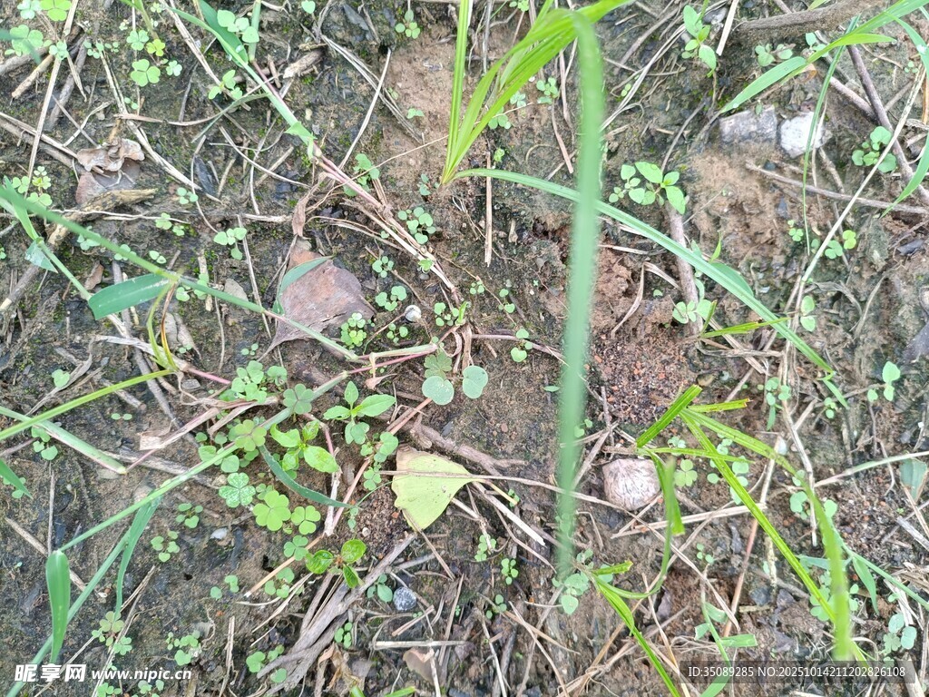 地面上的多样绿色植物