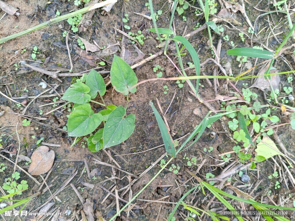 地面生长的嫩绿植物