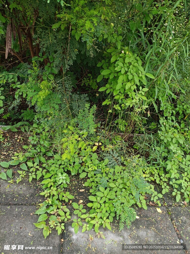 路边繁茂绿植