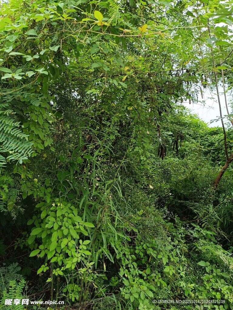 繁茂绿植景观