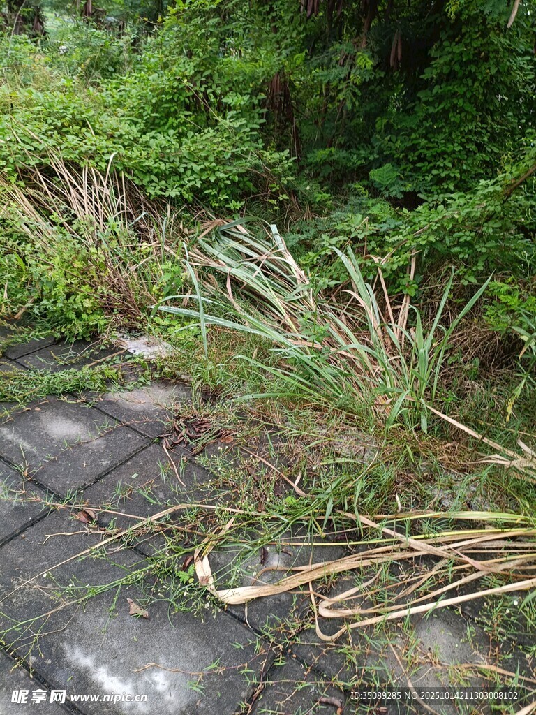 林间石板路野草相伴