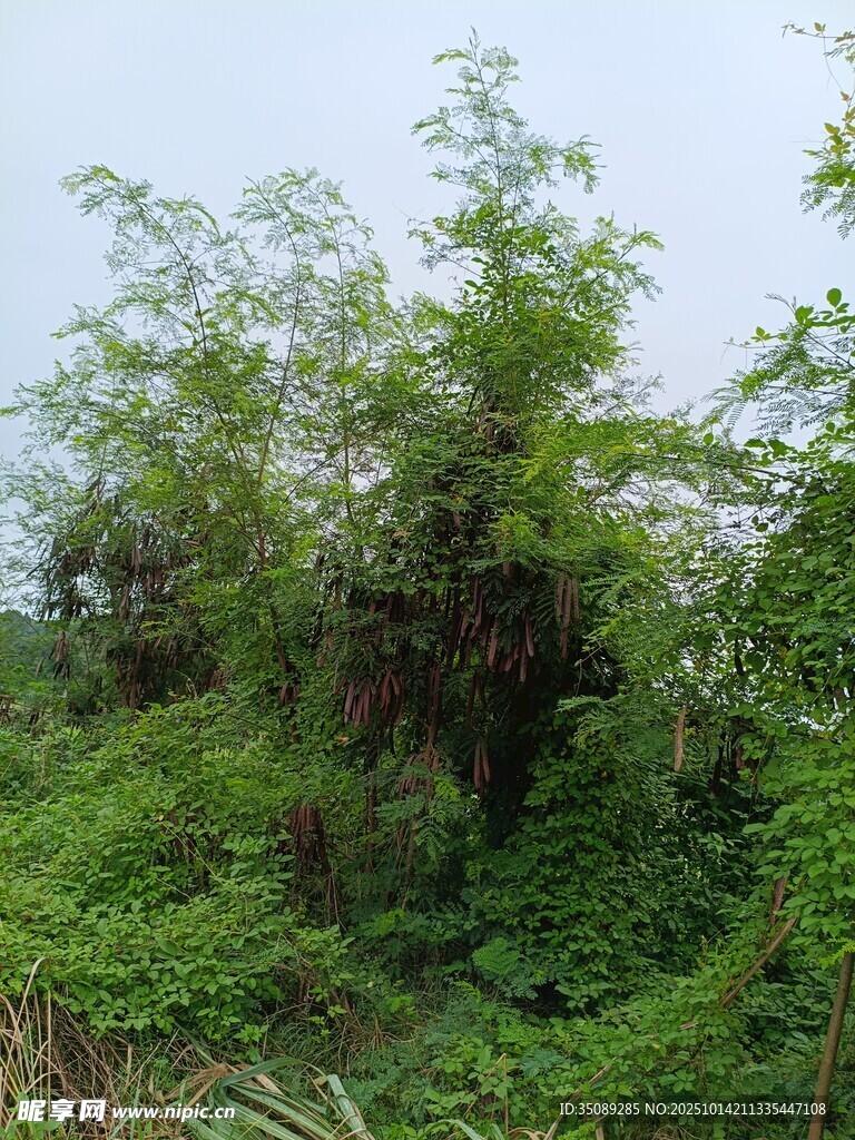 繁茂绿植自然野趣景象