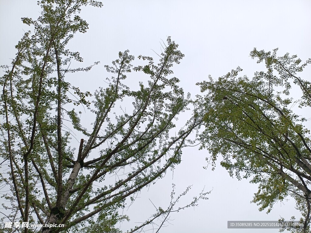 枝头绿意