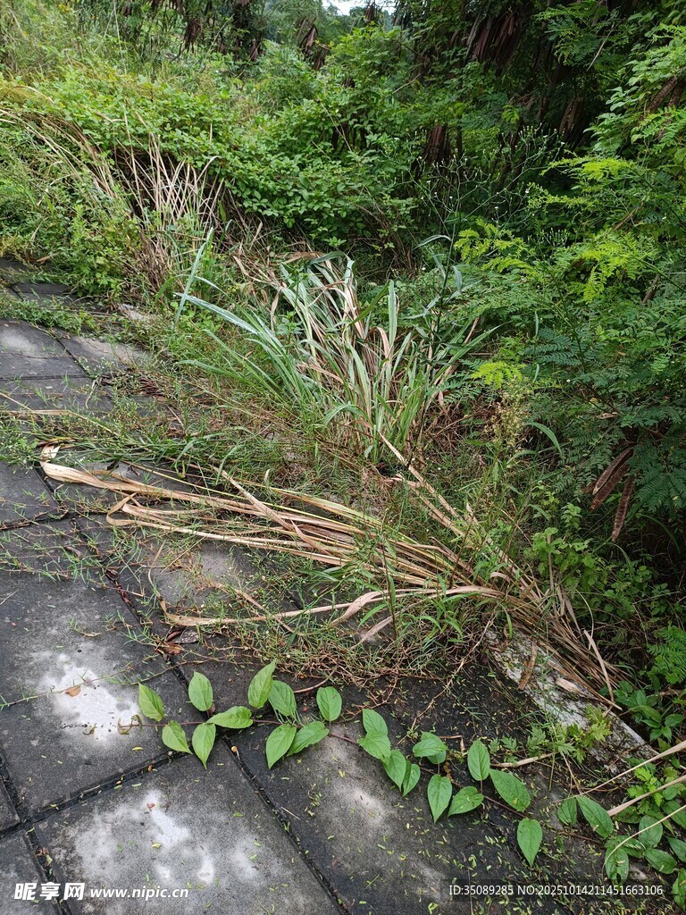 石板路旁的繁茂绿植