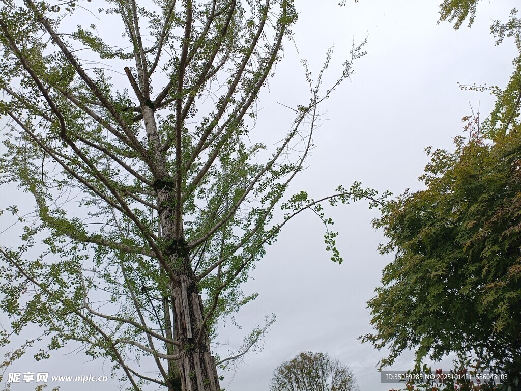 挺拔树木与旁侧绿植景观