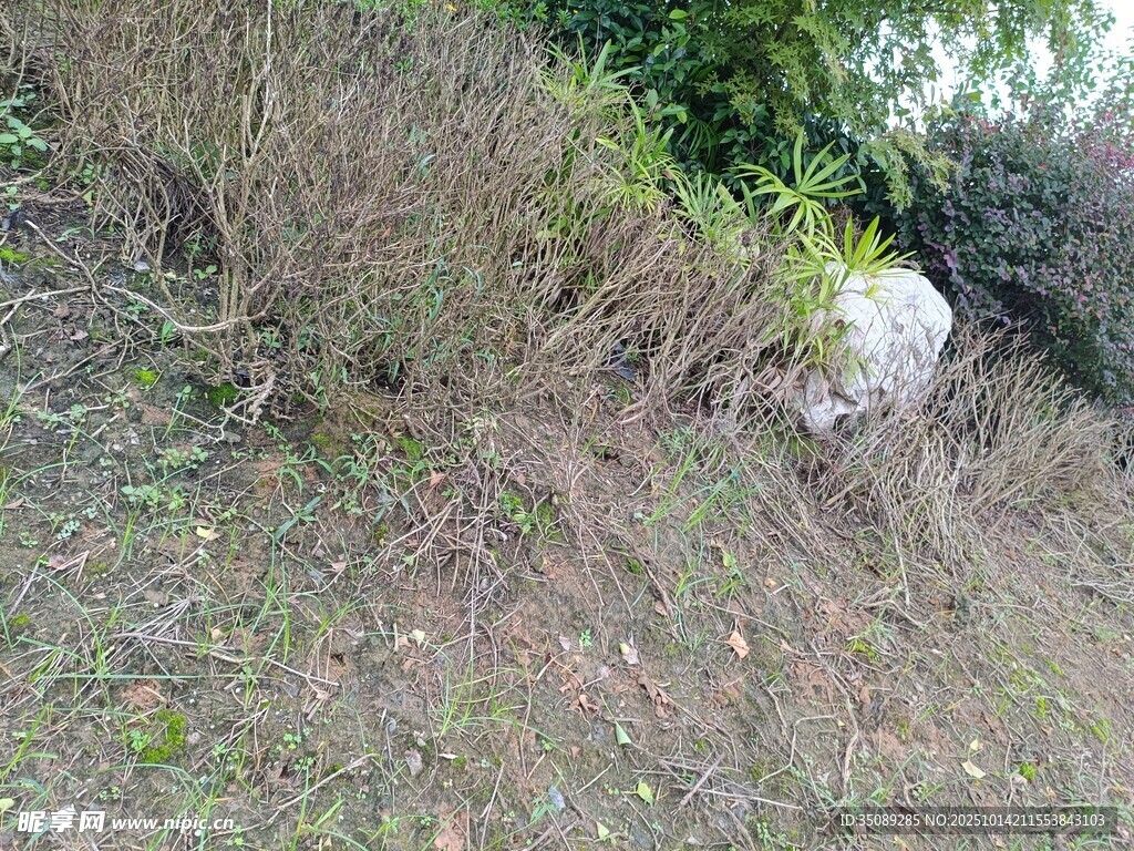 野外杂乱灌木丛场景