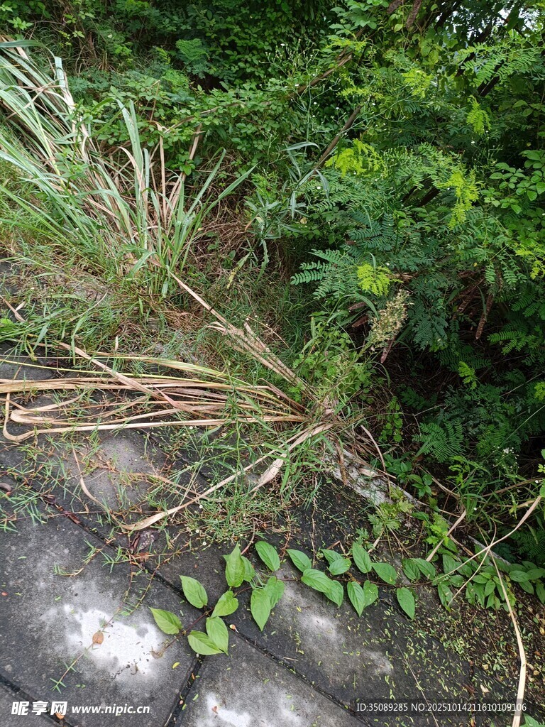 路边绿植与杂草景象