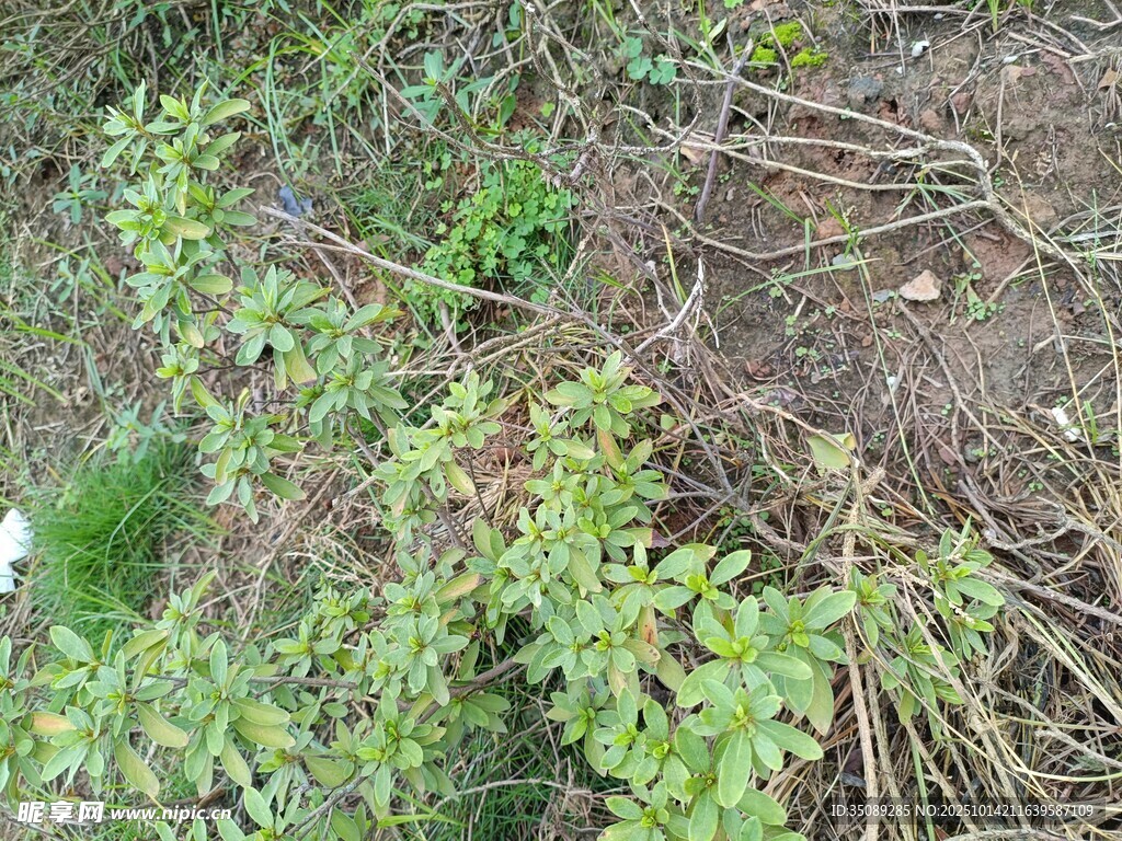 地面上的绿色植物与根系