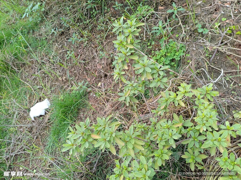野外杂草丛中的白色物体