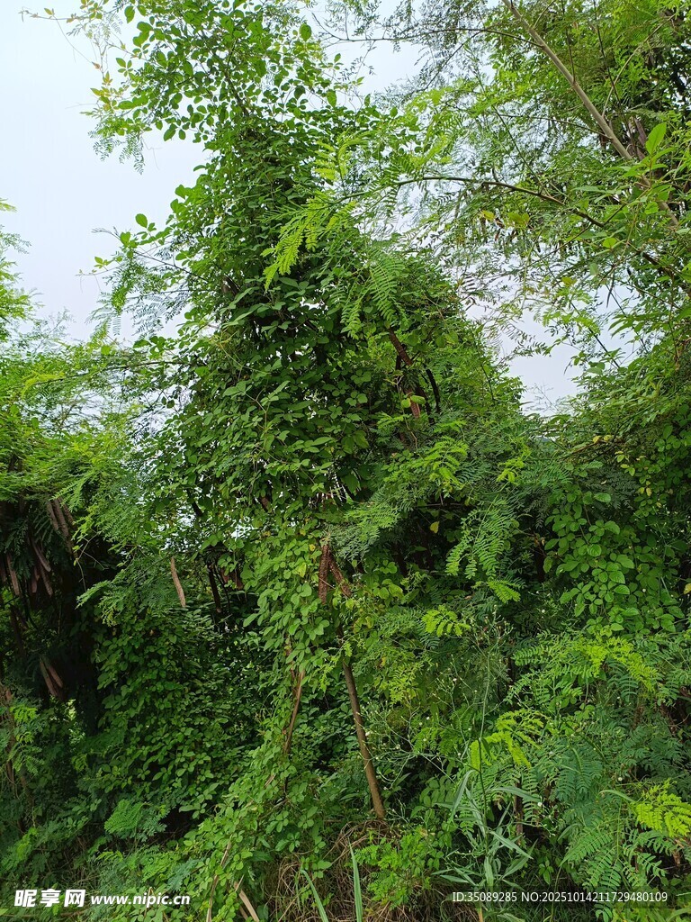 茂密丛林绿意盎然
