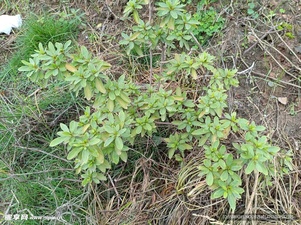地面生长的嫩绿植物