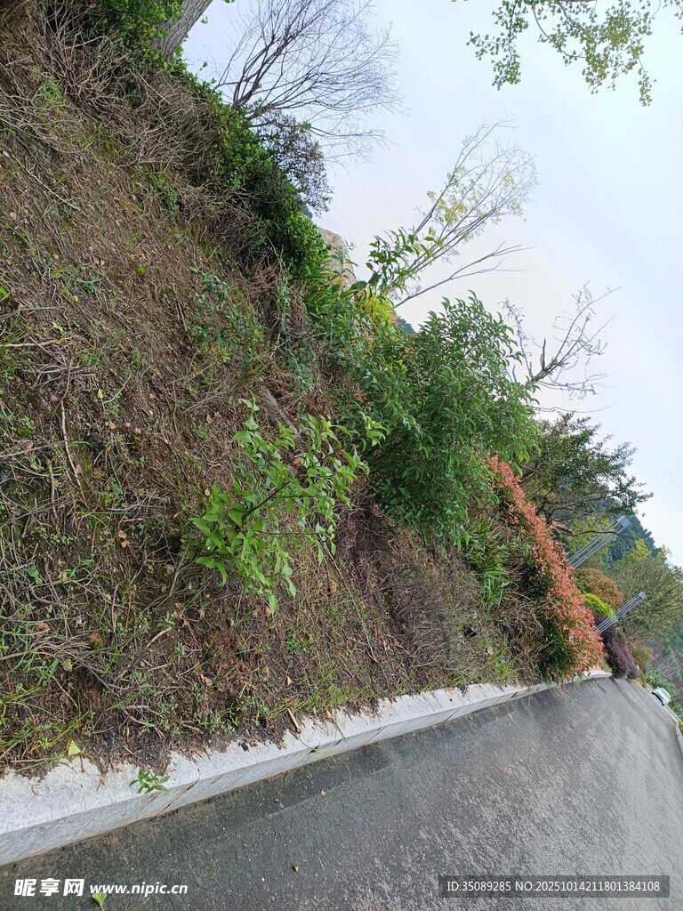公路旁绿意盎然的山坡
