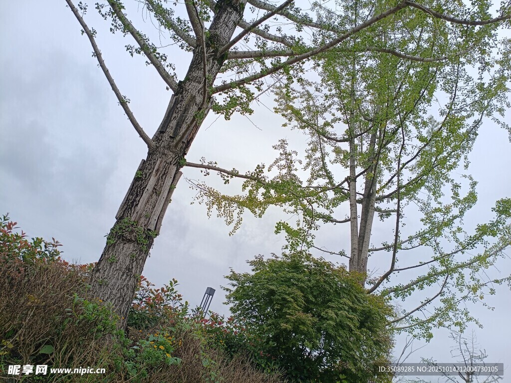 山坡上的挺拔树木