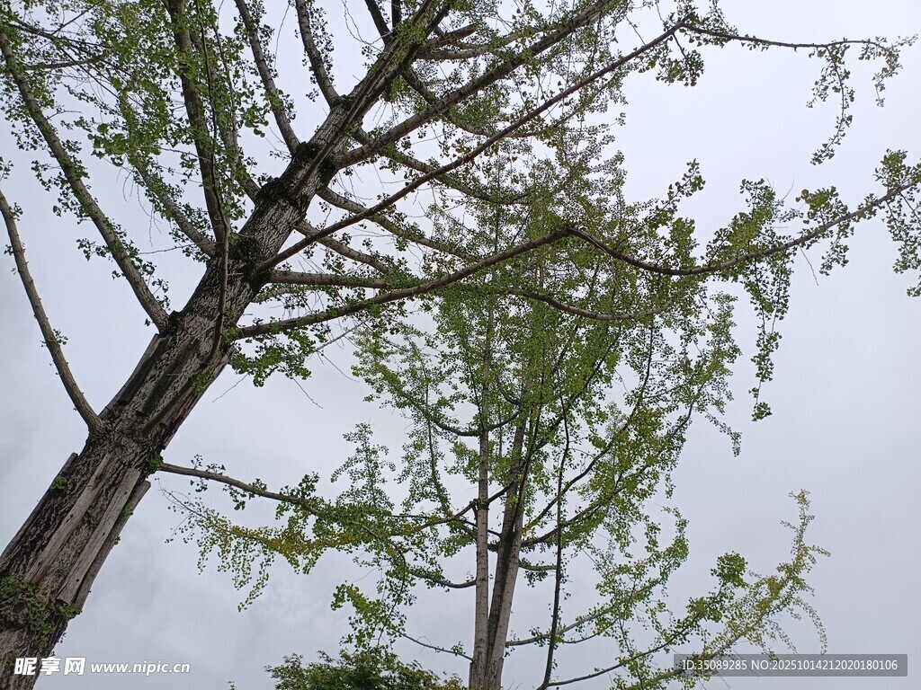 仰拍树枝与新绿