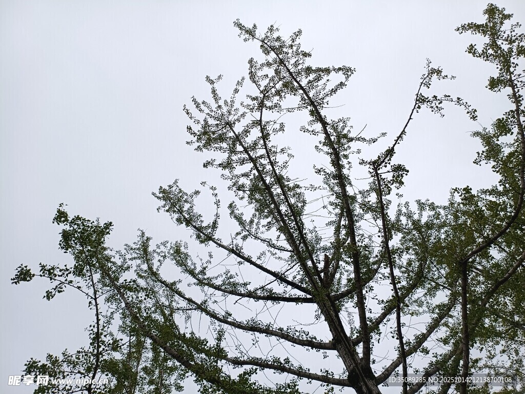 枝头新绿初绽的树木