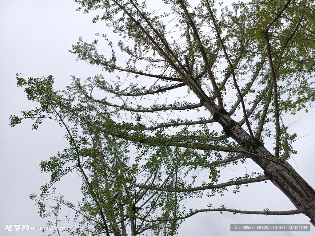 枝头新绿展现春之生机