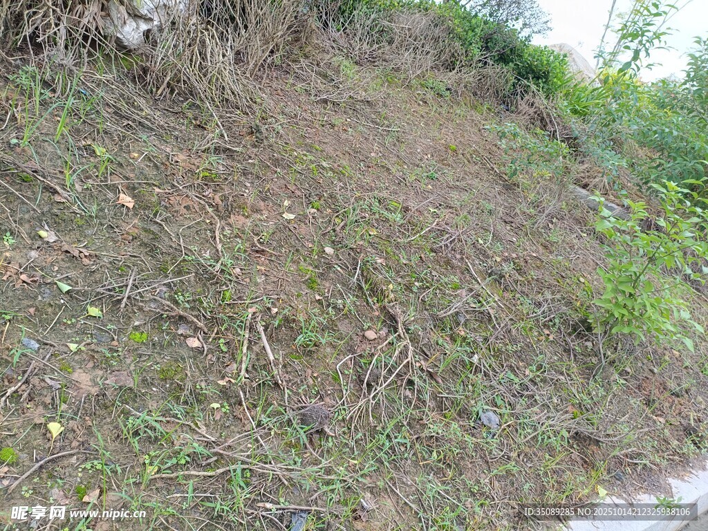 山坡草地景象