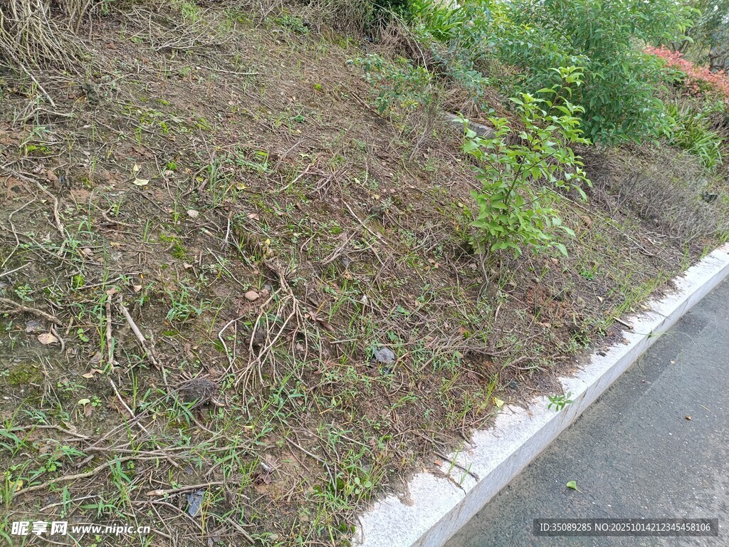 路边杂草丛生景象