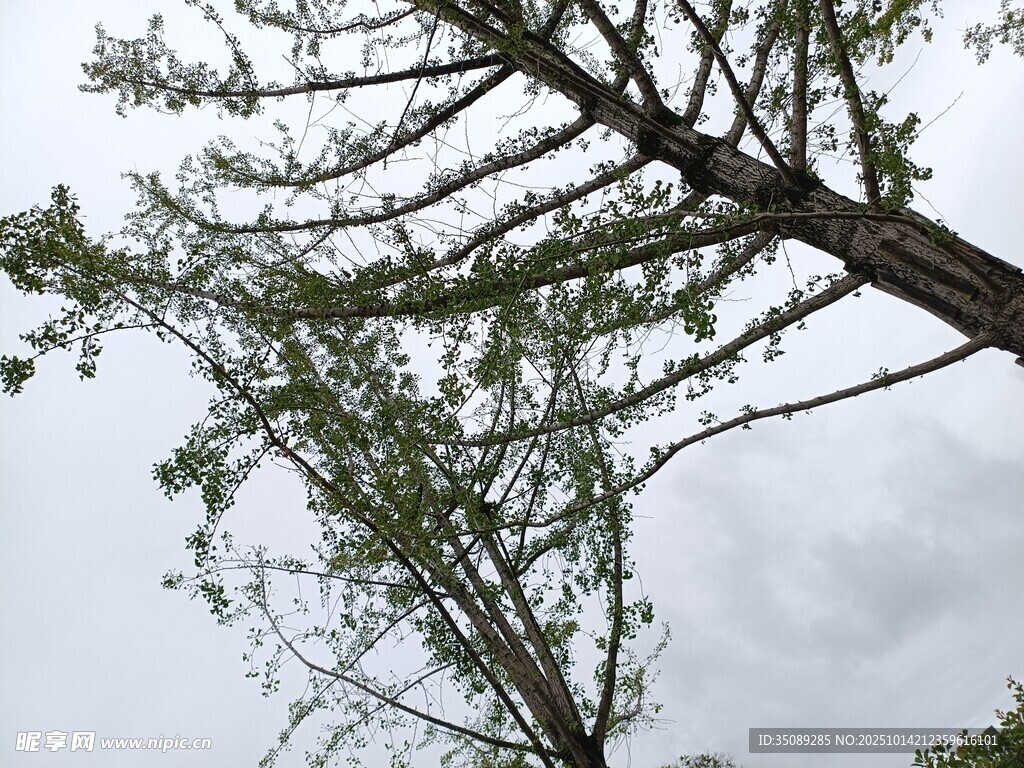 枯树与新绿的自然景象