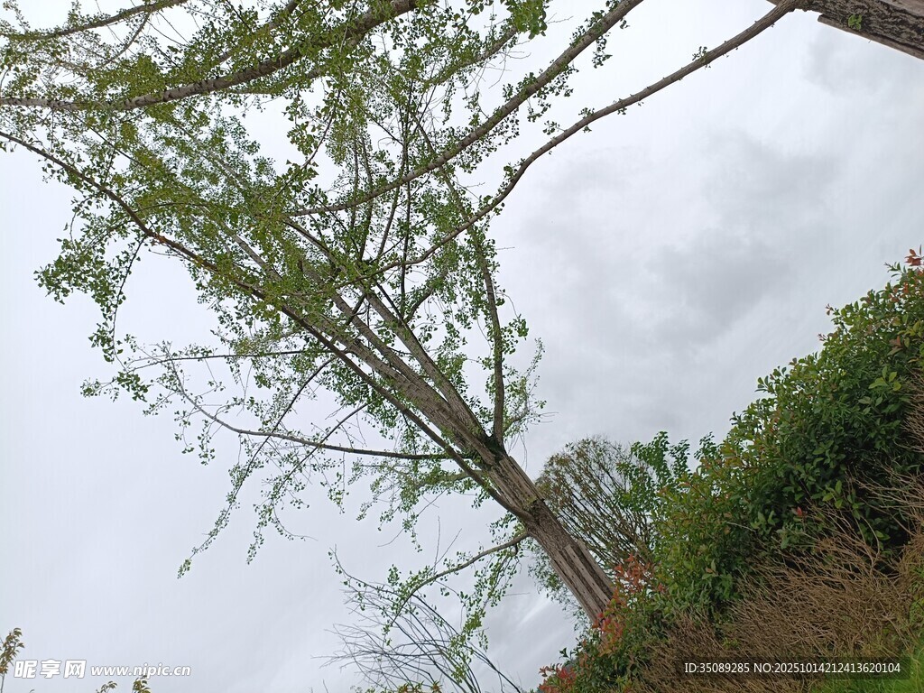 倾斜树木与周边绿植景象