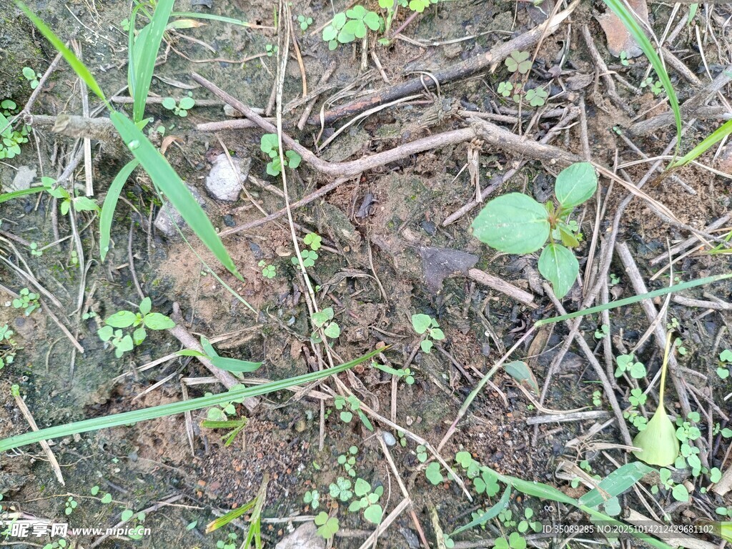 地面上的杂草与泥土