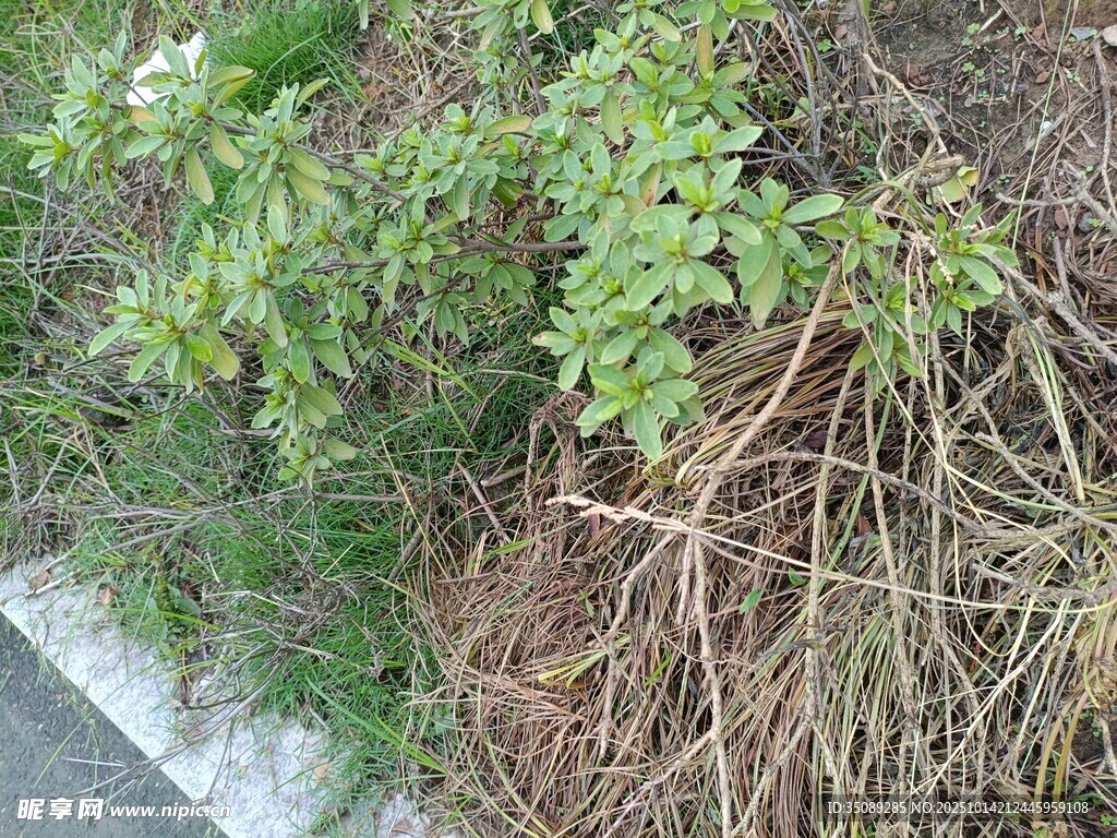 路边生长的绿植与枯草