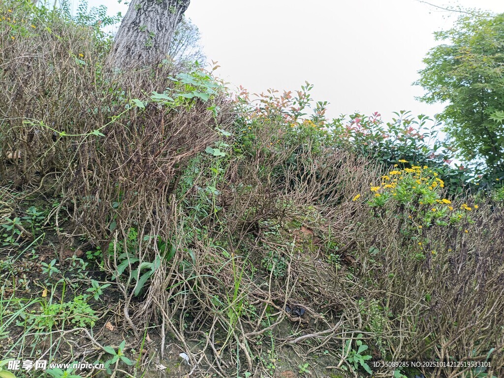 野外繁茂的杂草与植被