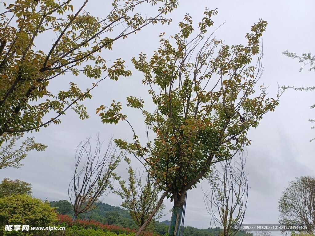春日繁花绿树风景图