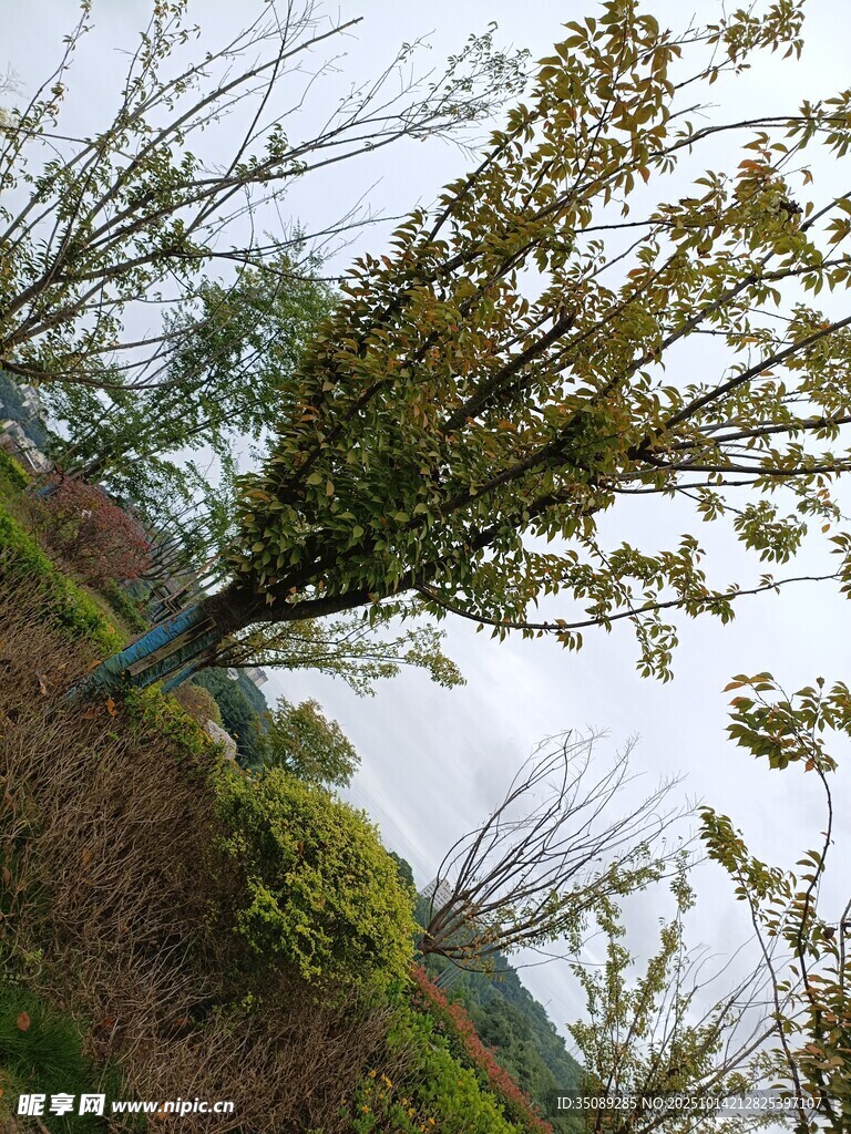 春日繁花盛开的树木景观