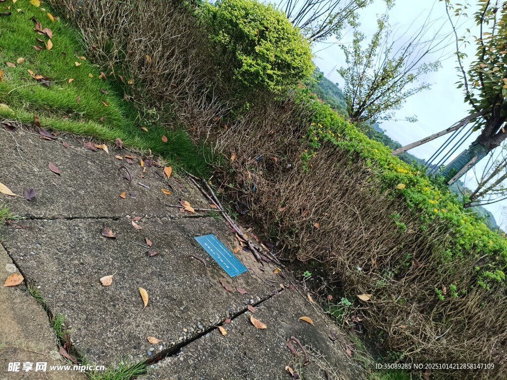 路边的破损地面与绿植