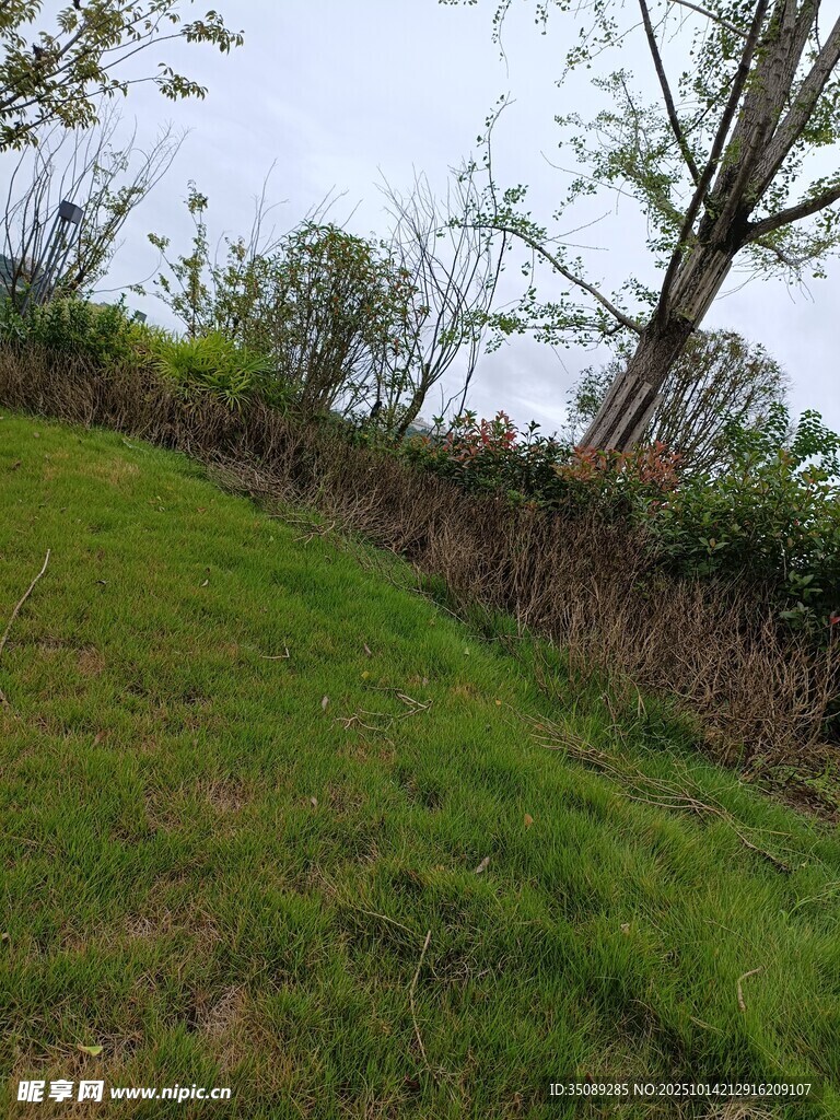 绿意盎然的斜坡与树木