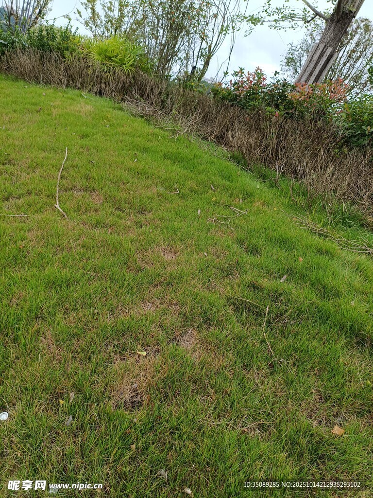 春日翠绿草地风景
