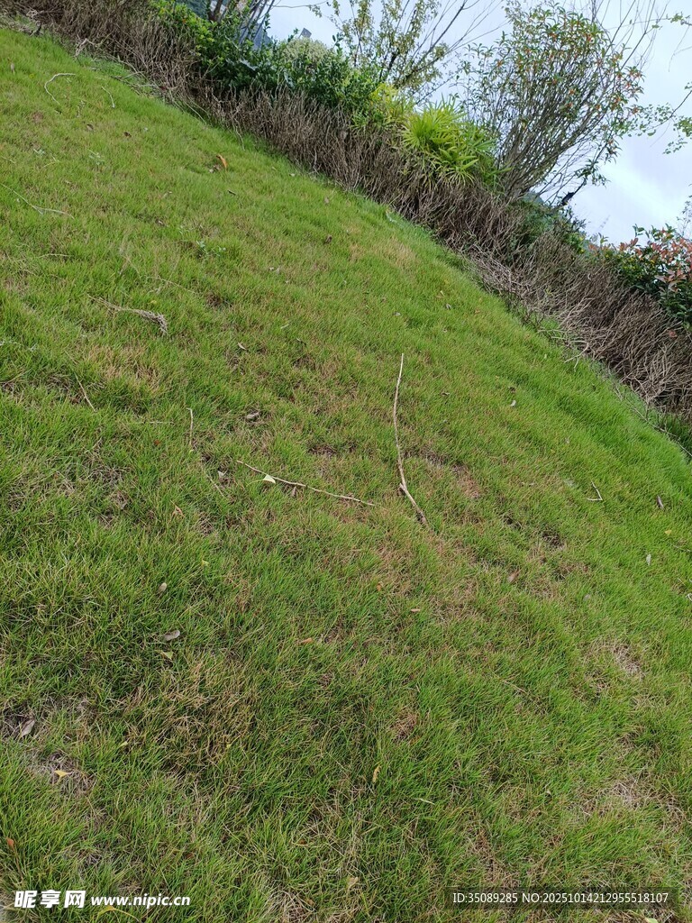 翠绿草地自然清新景致