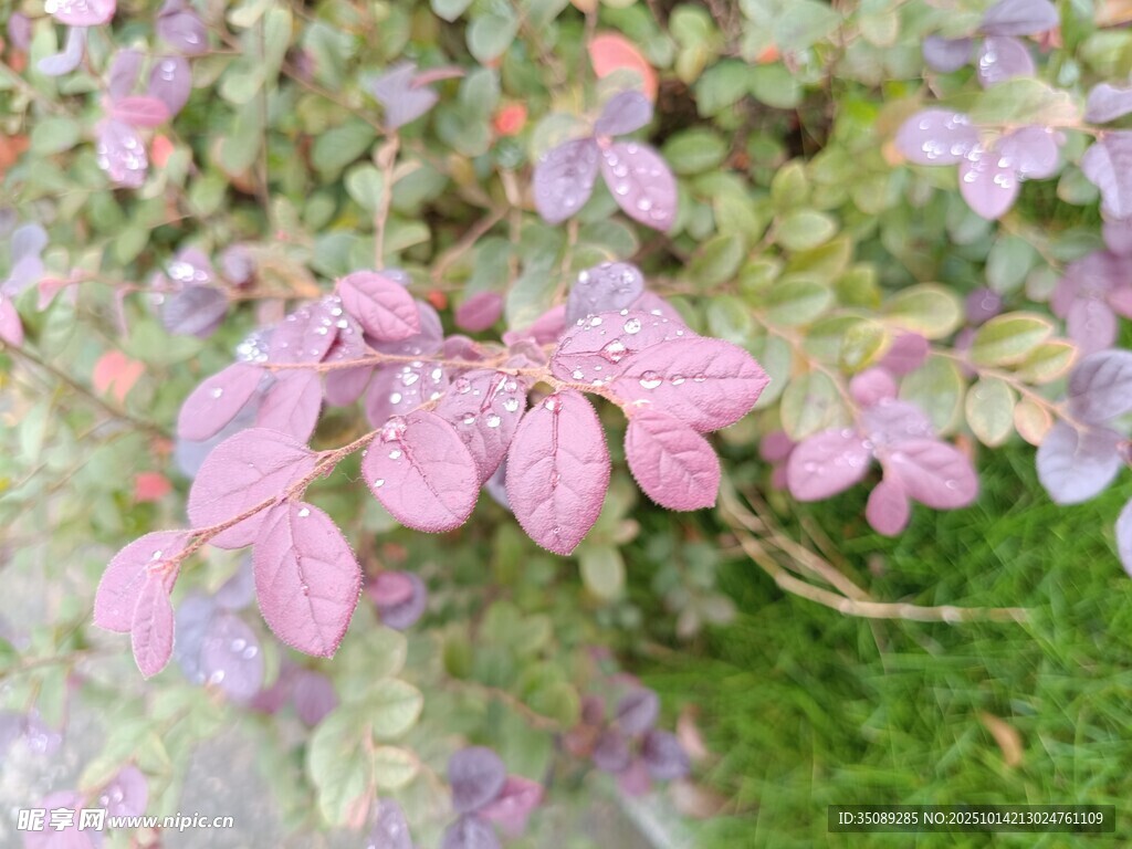 粉色带露花朵特写