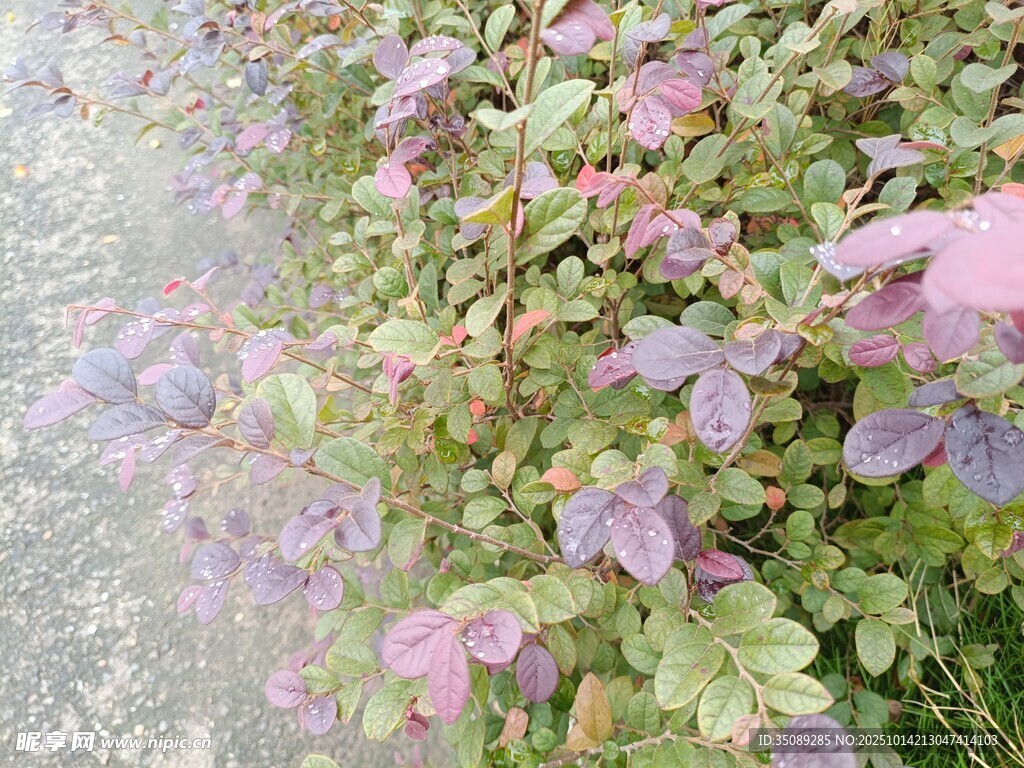 粉紫绿叶植物景观