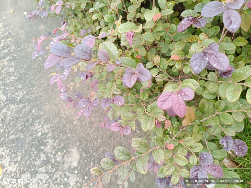 紫色小花绽放于绿叶间