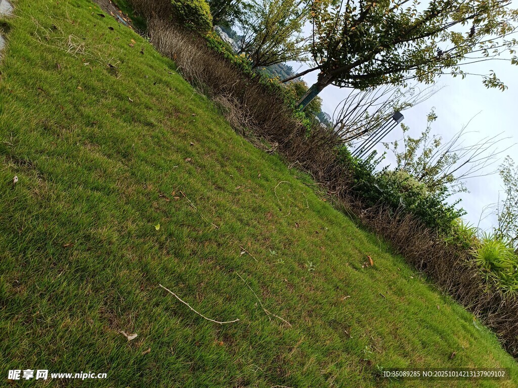 斜坡草地与树木景观