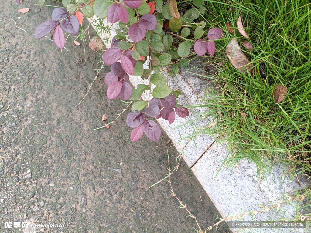 路边紫色植物与青草