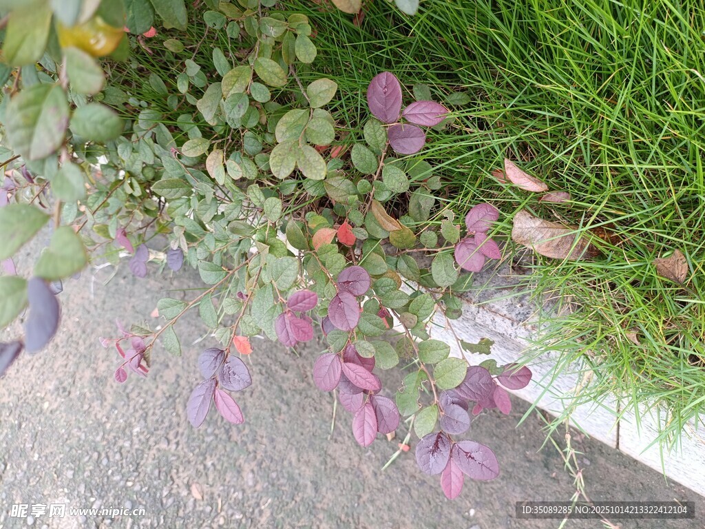 石边多彩植物景观