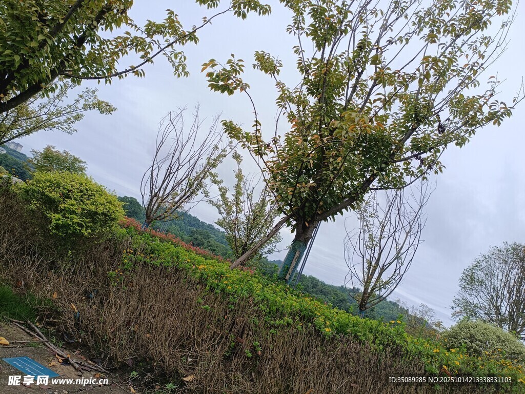 春日野外树木与绿植景观